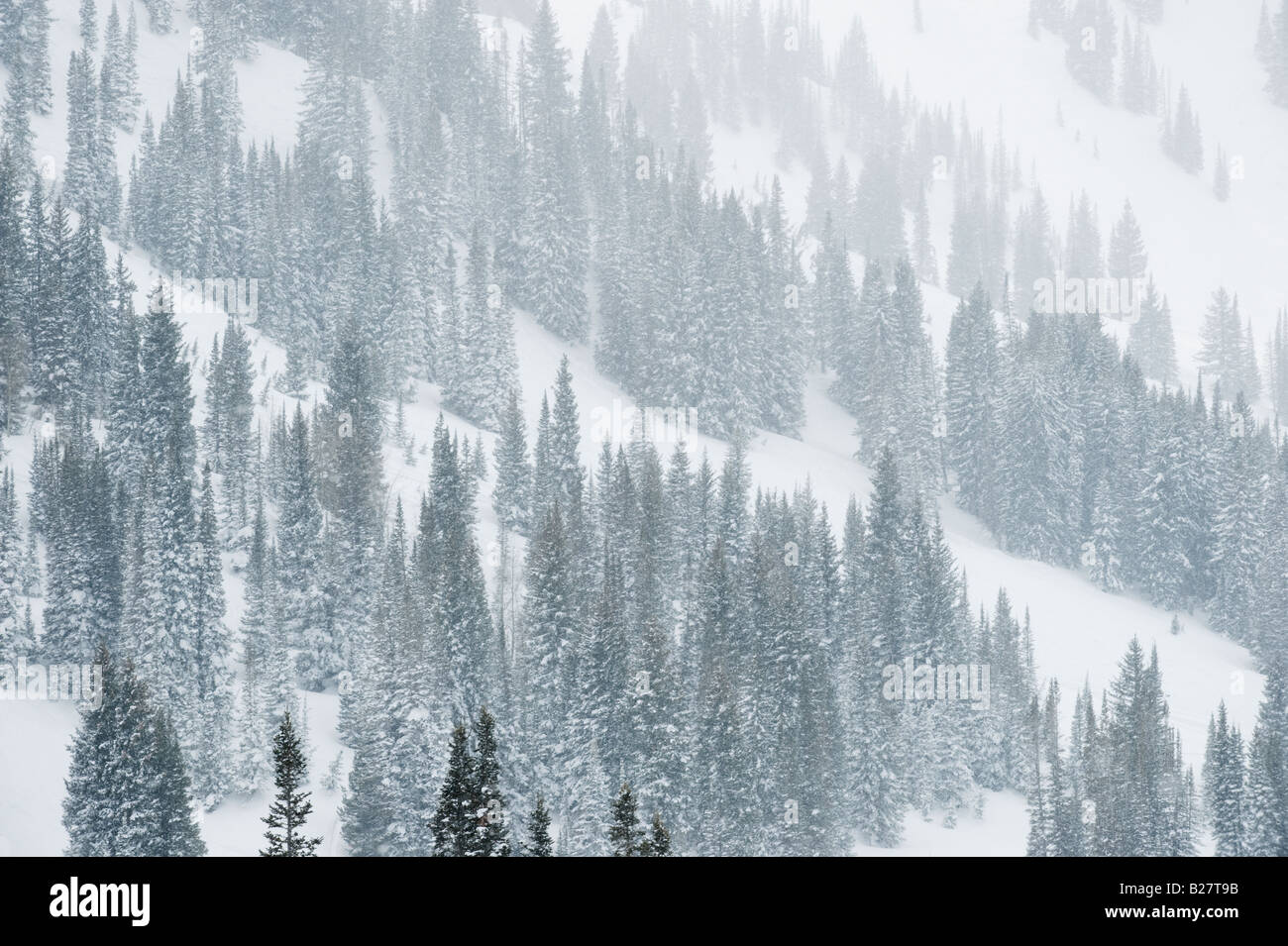 Schneebedeckte Bäume am Berg, Wasatch Mountains, Utah, Vereinigte Staaten von Amerika Stockfoto