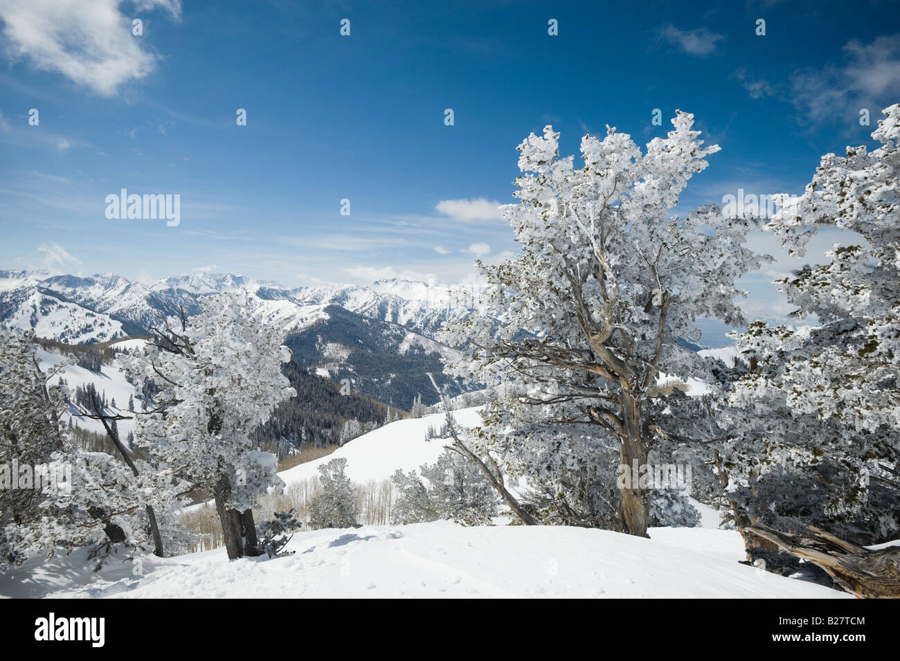 Schneebedeckte Bäume am Berg, Wasatch Mountains, Utah, Vereinigte Staaten von Amerika Stockfoto