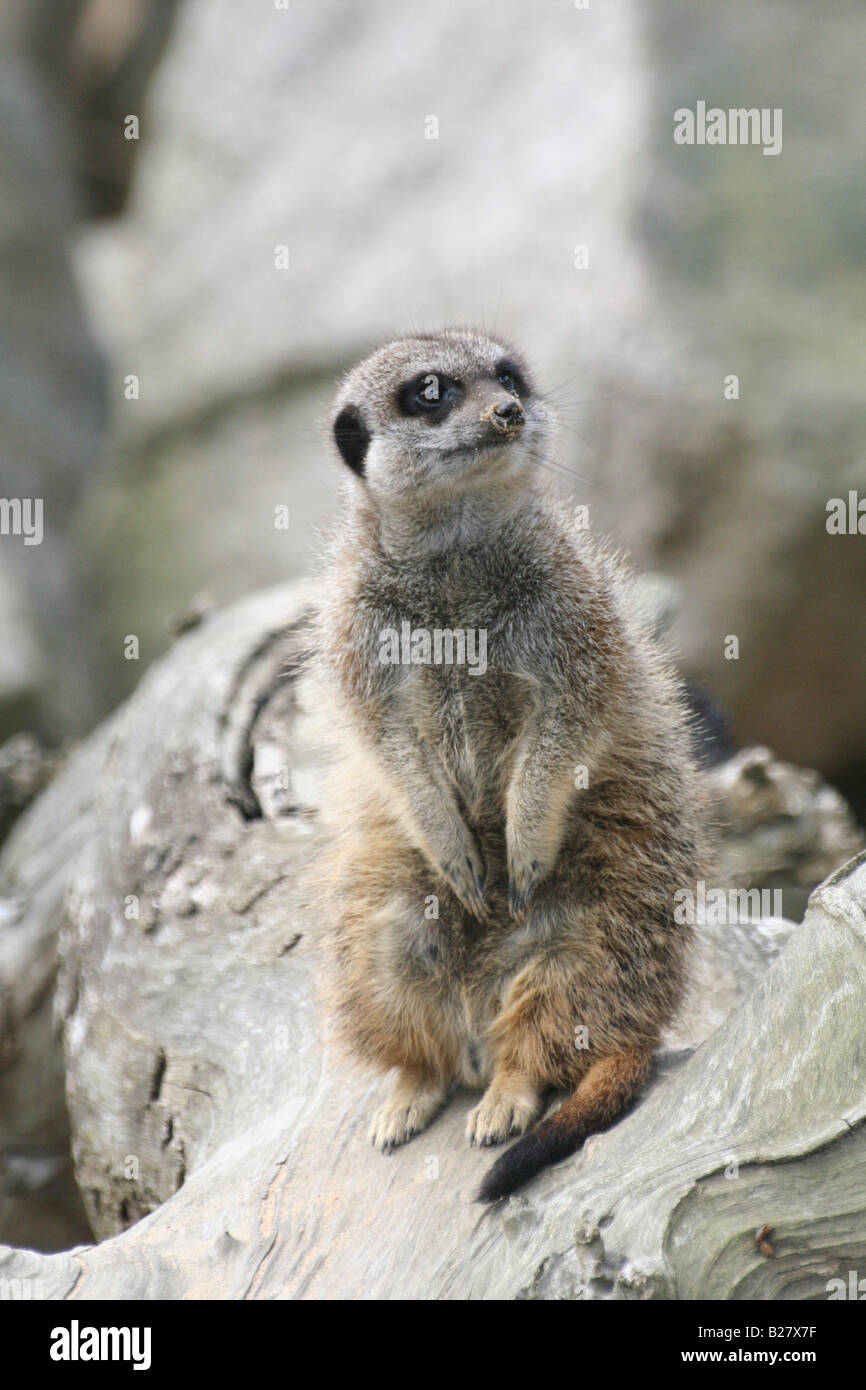 Eine schlanke Tailed Erdmännchen im Zoo von Jersey Stockfoto