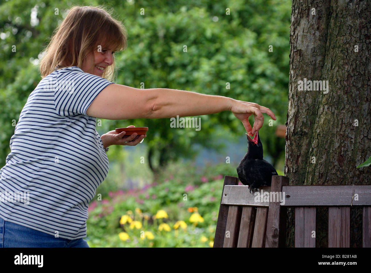 Frau, Fütterung Carrion Crow Biotechnik Corvus Corone Corone verwaist Stockfoto