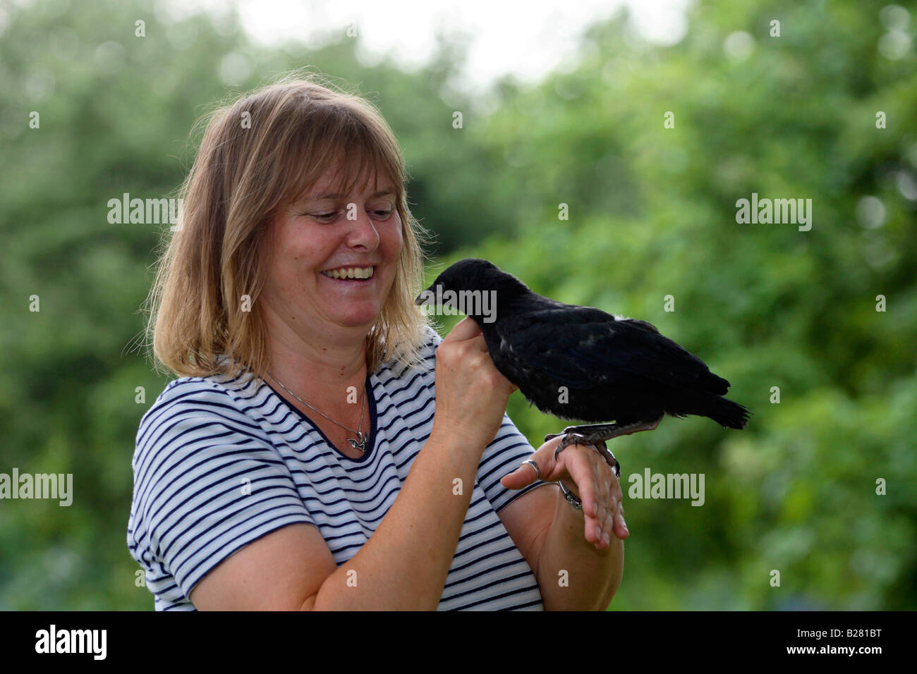 Frau mit Carrion Crow Biotechnik Corvus Corone Corone verwaist streicheln Stockfoto