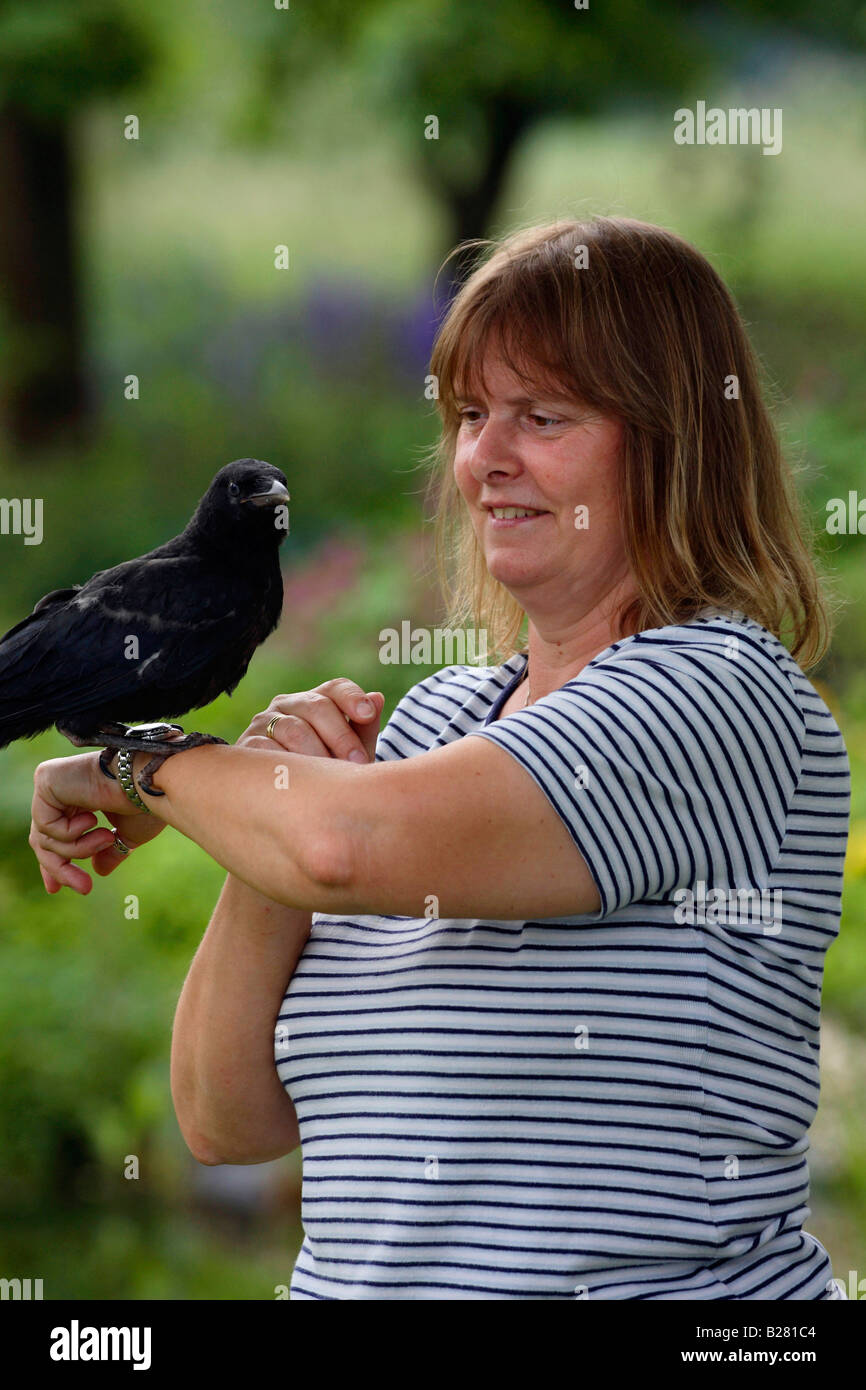 Frau mit Carrion Crow Biotechnik Corvus Corone Corone verwaist Stockfoto