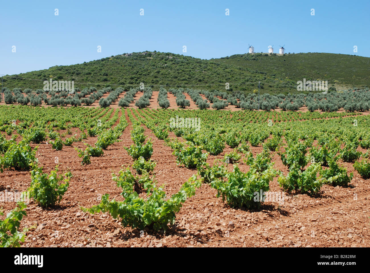 Weinberg-Feld. Puerto Lapice. Provinz Ciudad Real. Kastilien-La Mancha. Spanien. Stockfoto