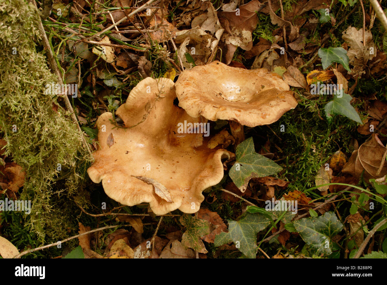 Braun Rollrim Pilze Paxillus Involutus im Wald UK Stockfoto
