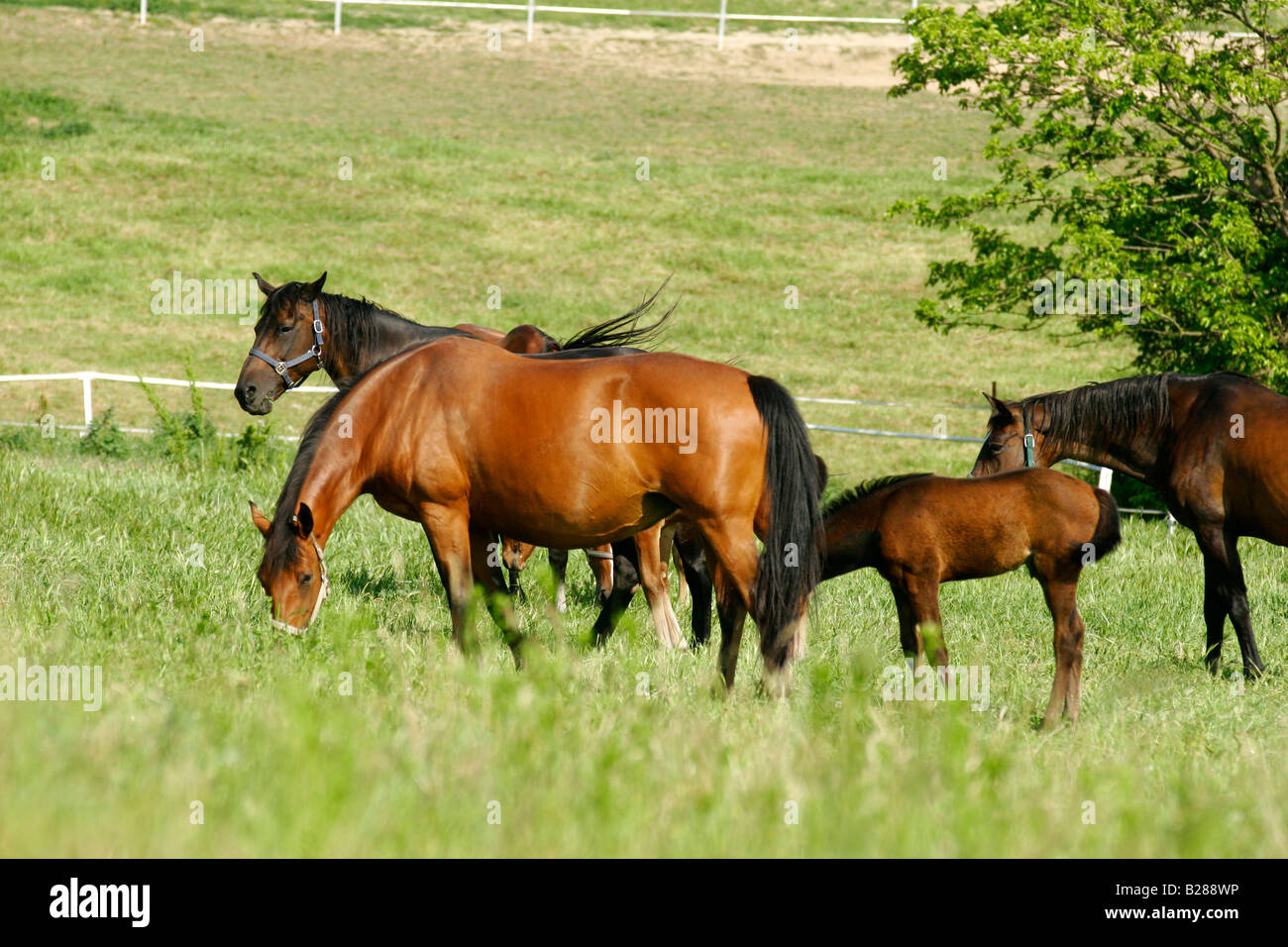 Pferde in einer Zuchtfarm. Marentino, Piemont, Italien. Stockfoto
