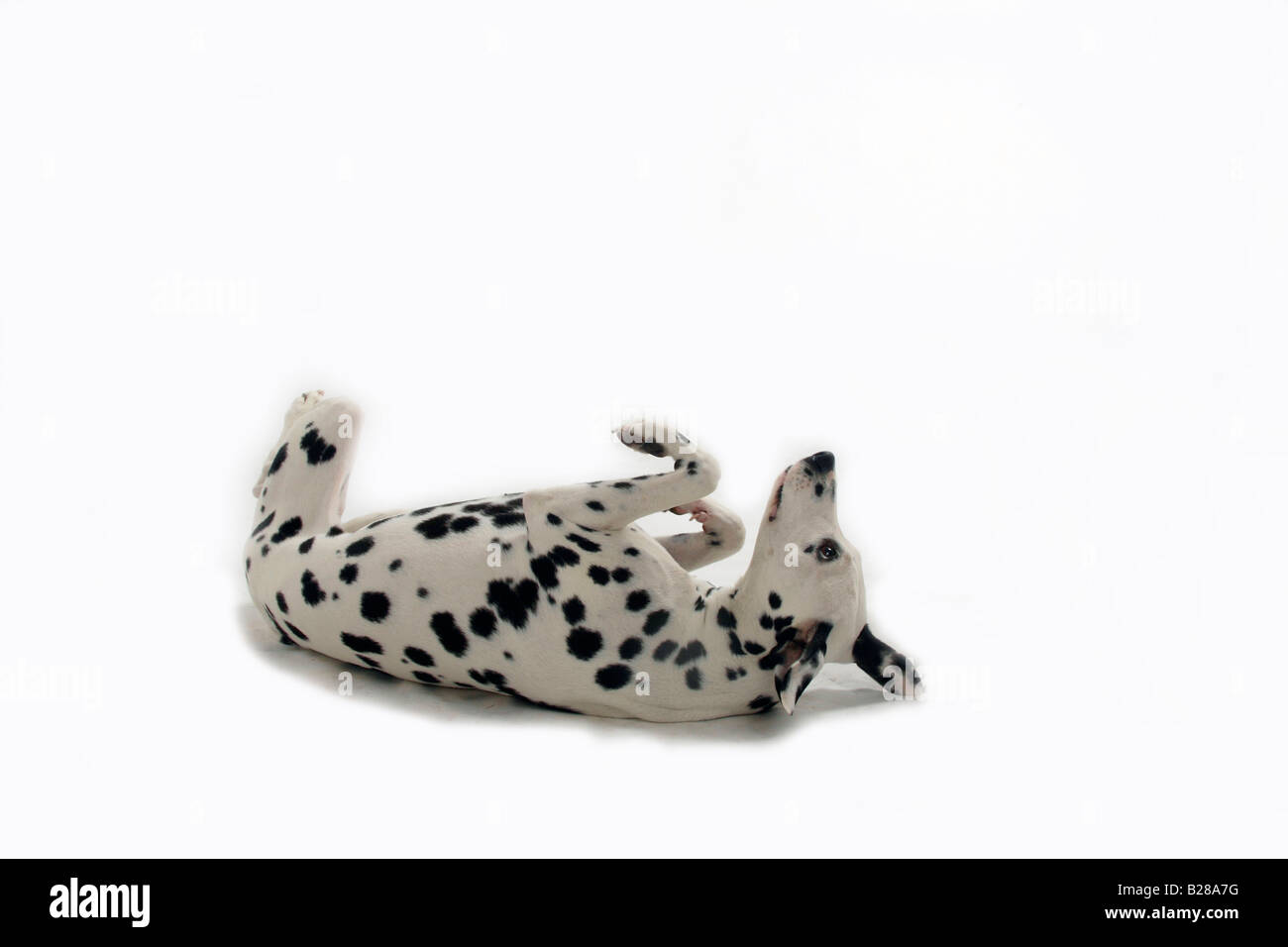 Dalmatiner auf dem Rücken liegend Stockfoto