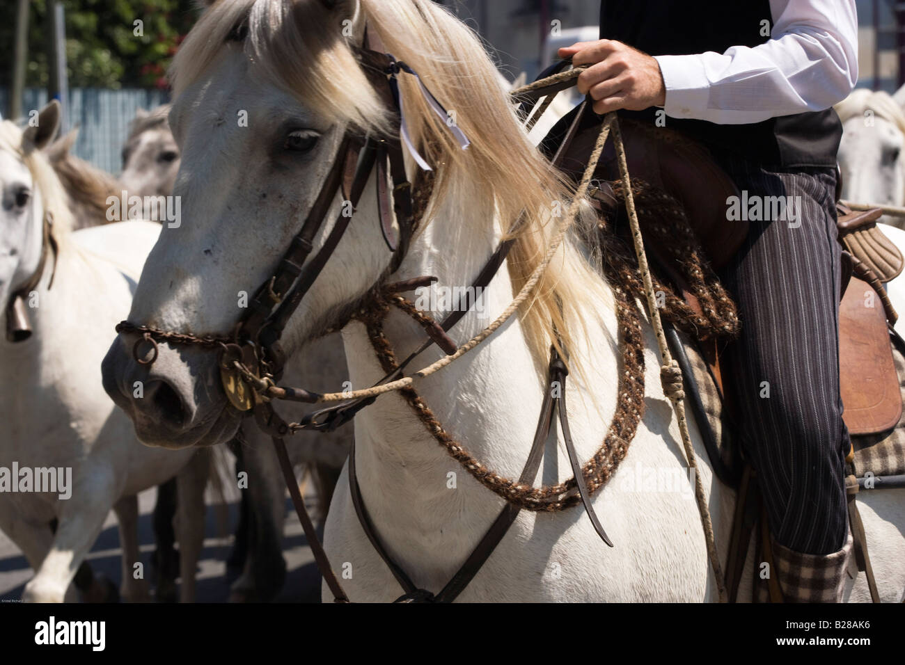 Camargue Provence Frankreich Pferd Cowboy tradition Stockfoto