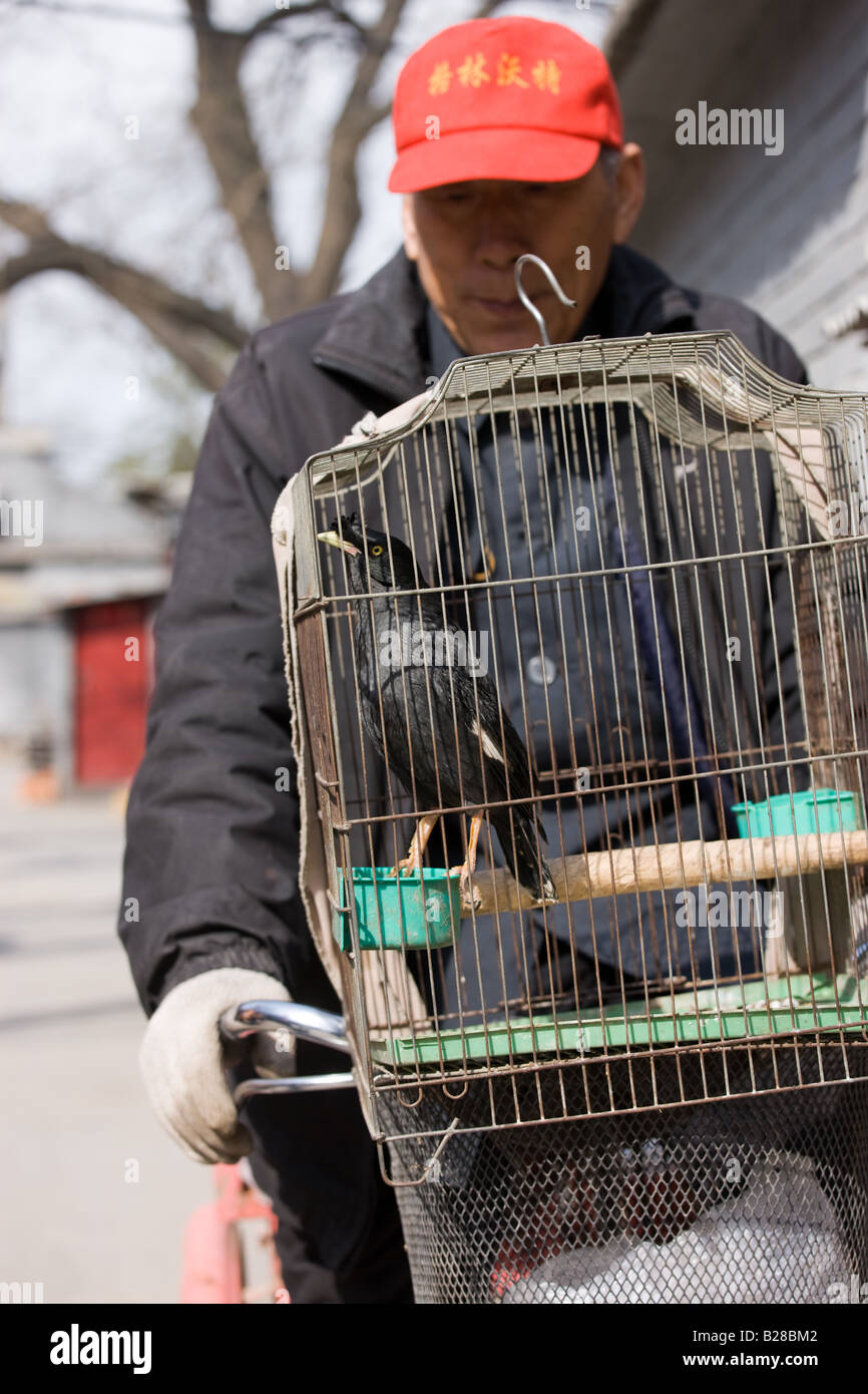 Älterer Mann Zyklen mit einem Käfig Mynah Vogel auf der Vorderseite seines Fahrrades im Bereich Hutongs Peking China Stockfoto