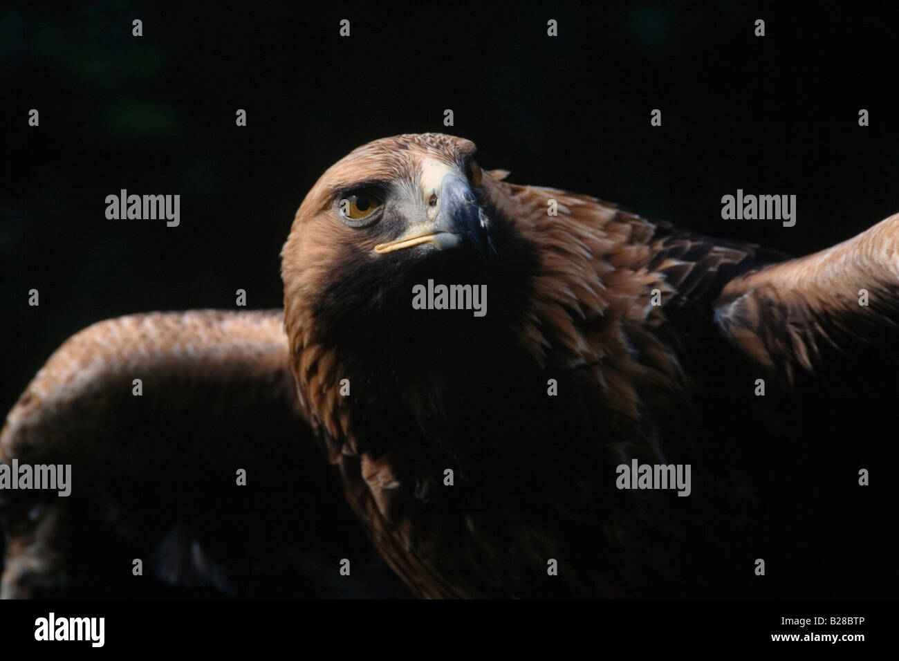 Steinadler Aquila chrysaetos Stockfoto