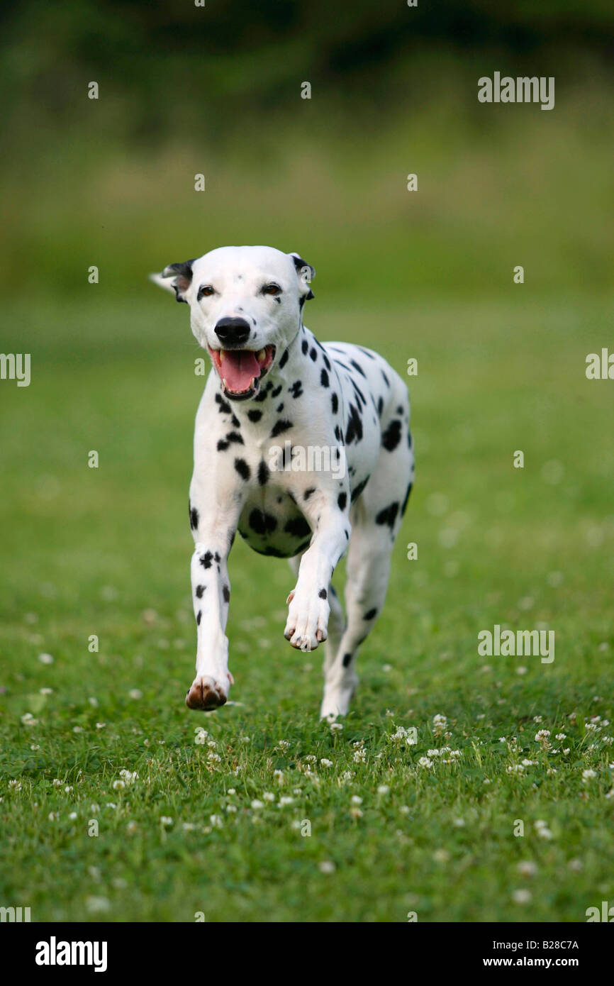 Dalmatiner Stockfoto
