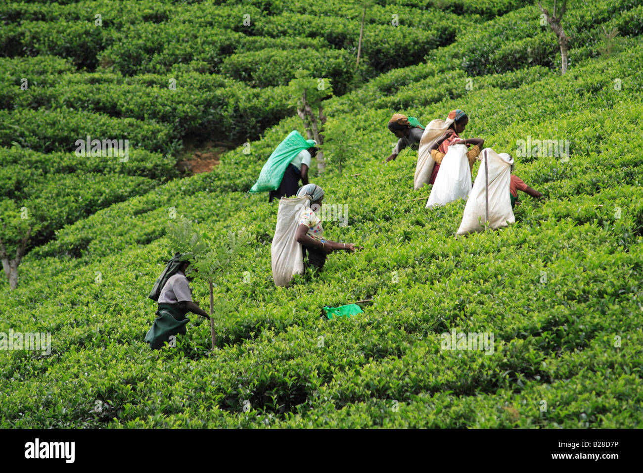 Frau Kommissionierung Tee, Nuwara Eliya, Sri Lanka. Stockfoto