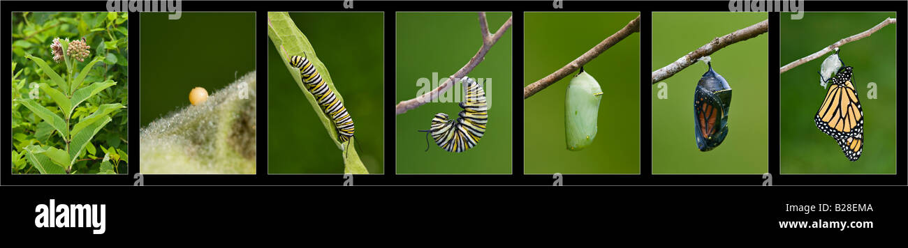 Monarch-Schmetterling Lebenszyklus Stockfoto