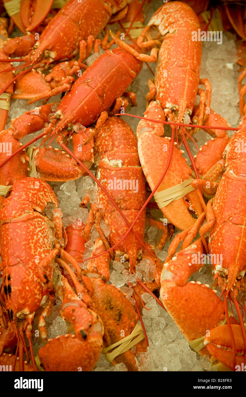 Frisch gekochter Hummer auf Verkauf Cardigan Bay Seafood Festival Aberaeron Wales Stockfoto