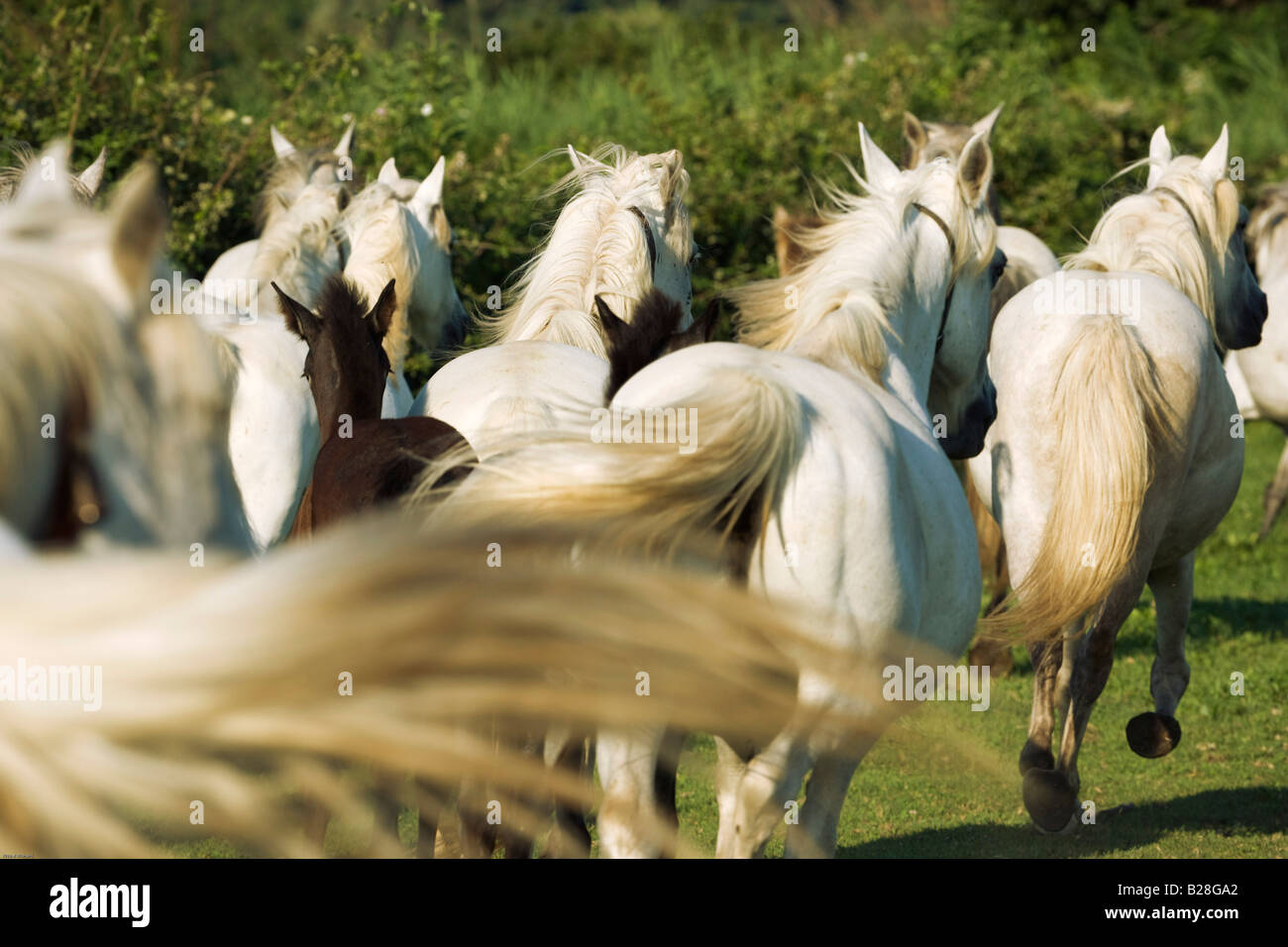 Pferd Stute freien Herde schönen weißen Camargue Fohlen Stockfoto