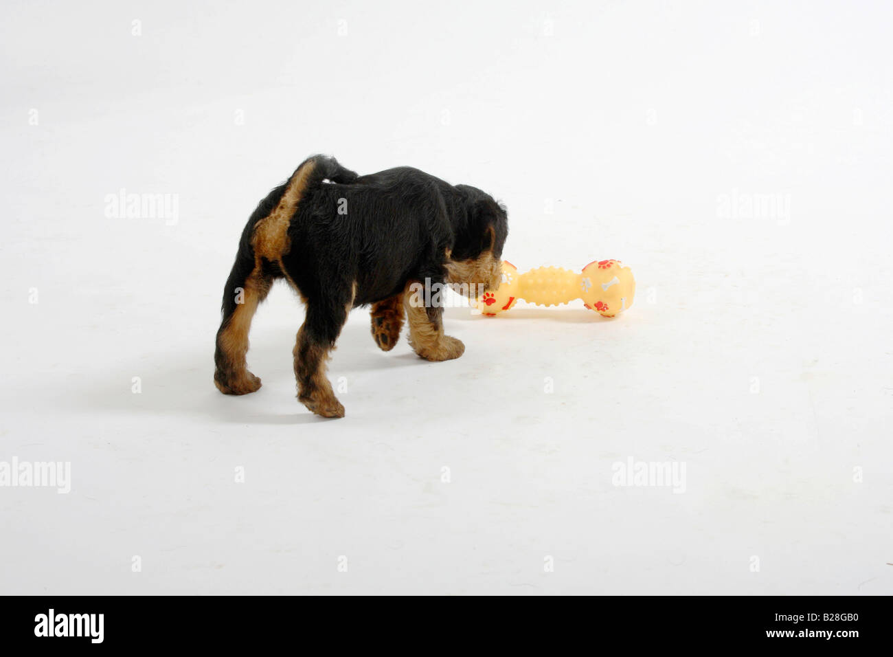Welsh Terrier Welpen 7 Wochen schnüffeln an Spielzeug vorsichtig Stockfoto