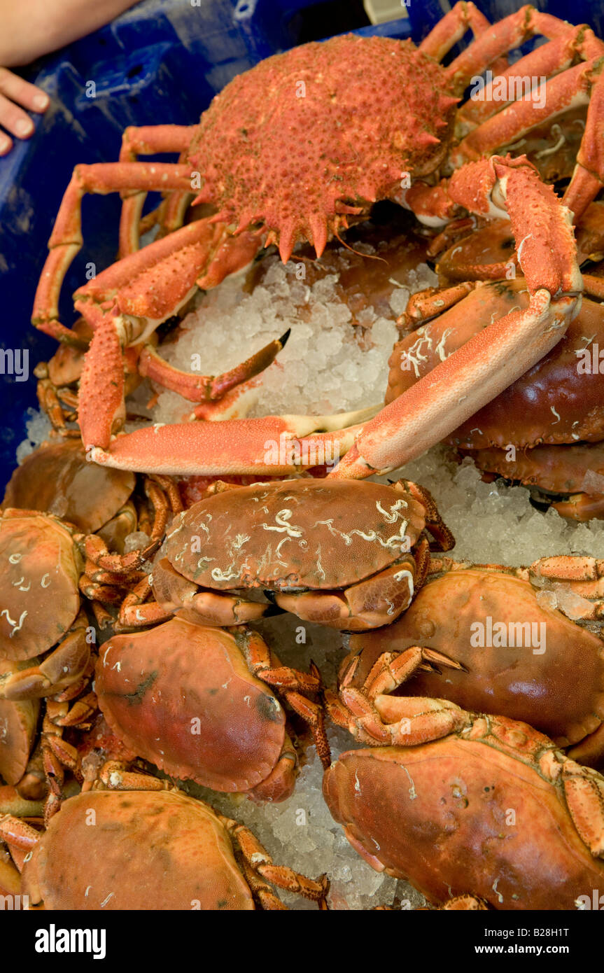 große Seespinne Angebote Cardigan Bay Seafood Festival Aberaeron Wales Stockfoto