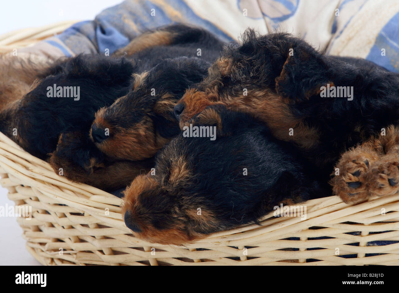 Welsh Terrier Welpen 7 Wochen in Korb Stockfoto