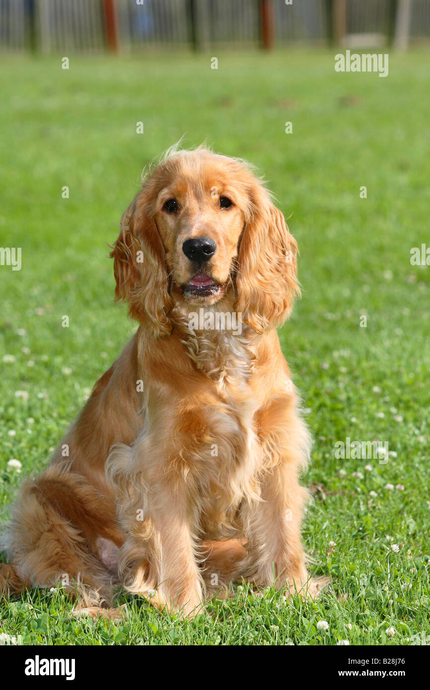 Englisch Cocker Spaniel 6 Monat Stockfoto
