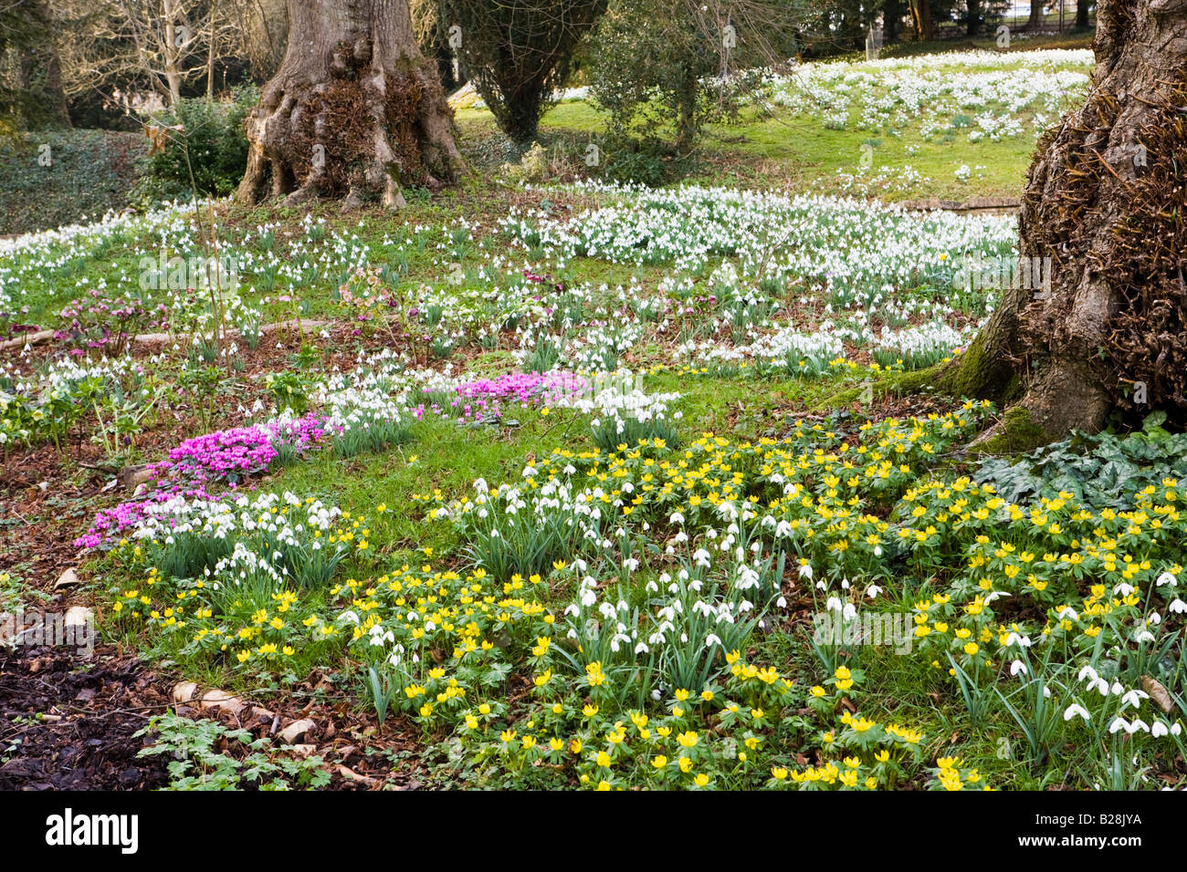 Schneefall und Frühlingsblumen in einem Cotswold-Garten im Colesbourne Park, Gloucestershire UK Stockfoto