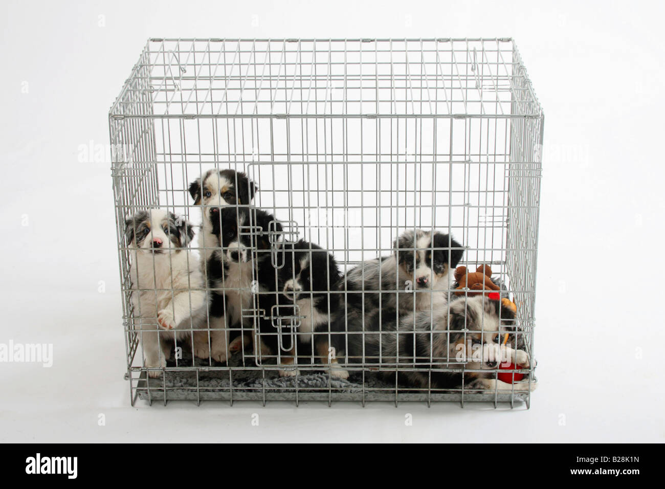 Australian Shepherd Welpen 7 Wochen im Käfig Zwinger Stockfoto