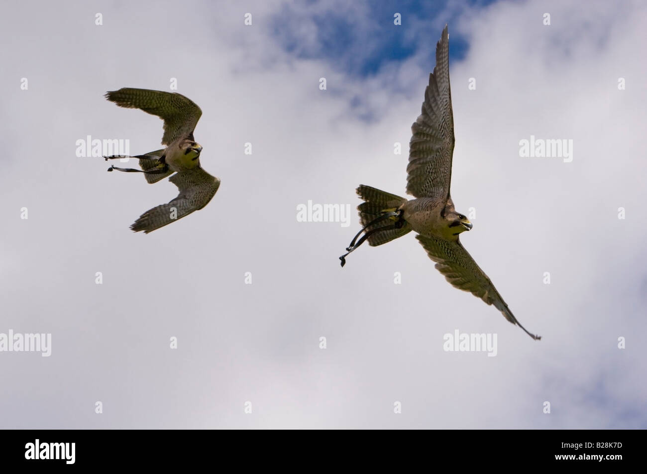 Grenzüberschreitende gezüchteten Lanner Falcon, Falco Biarmicus und Wanderfalken Falco Peregrinus, im Flug Stockfoto