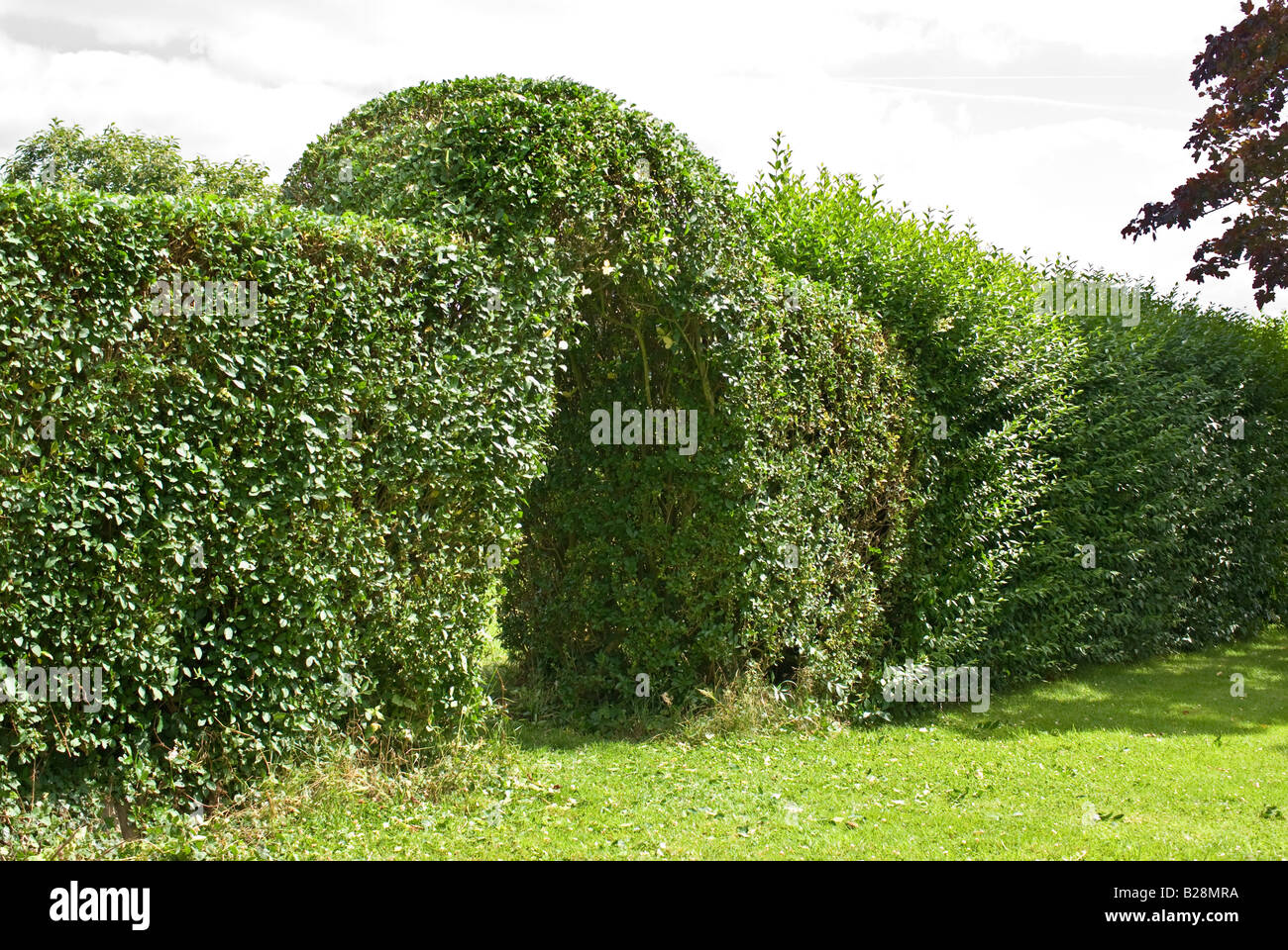 heart leaf philodendron hanging Philodendron | Scandens Heart Leaf main image 0