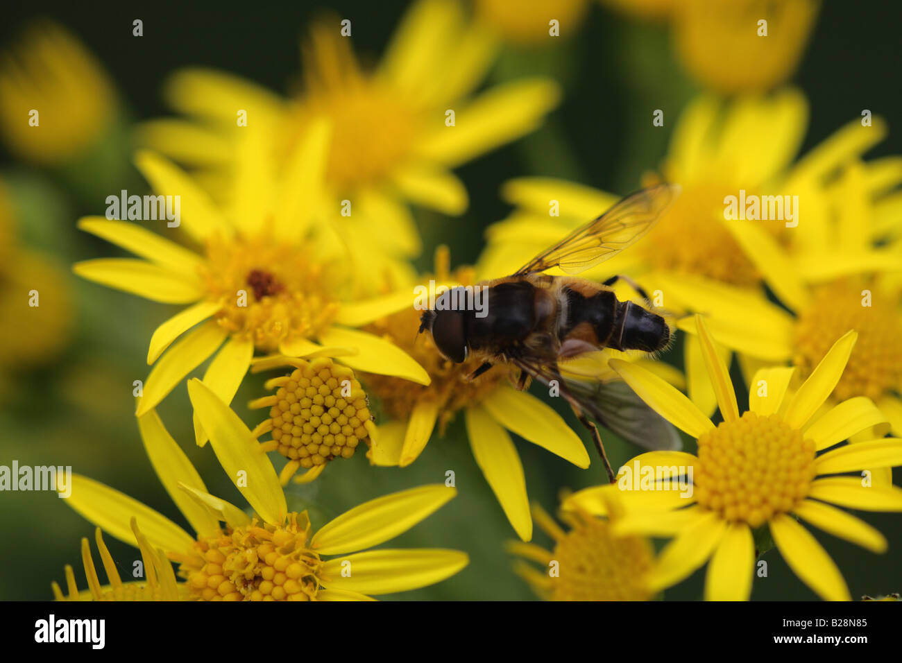 Schwebfliege (eristalis pertinax) auf Ragwort (jacobaea vulgaris) Stockfoto