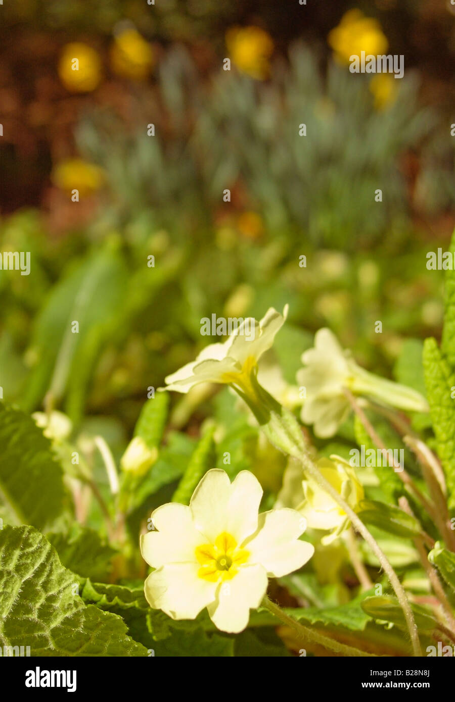 Primel Primula Vulgaris Feder Blume Flora Fauna East Anglia Great Britain Stockfoto