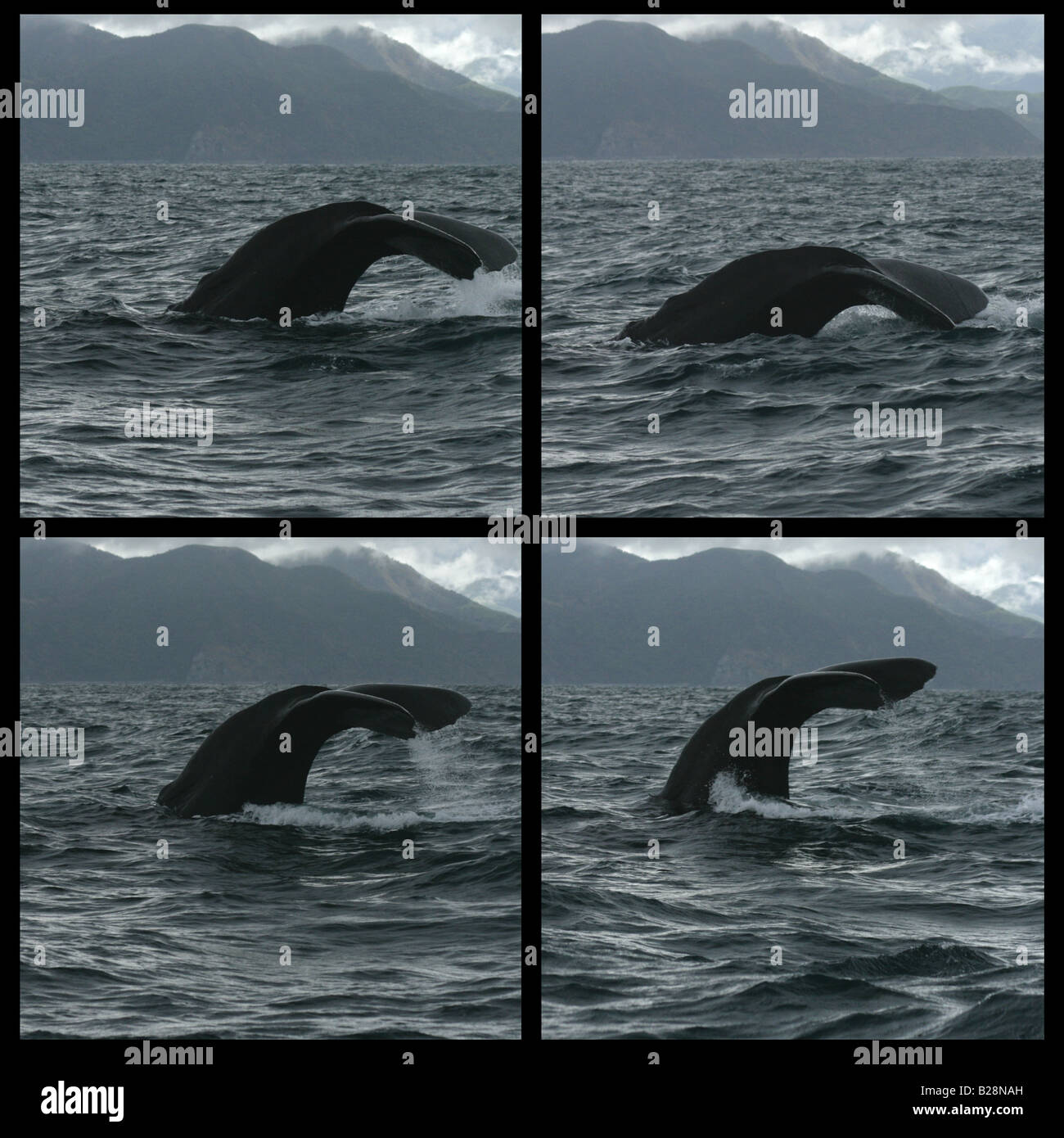 Sequenz - Diving Sperma Whale (Physetter Catodon) Kaikoura Stockfoto