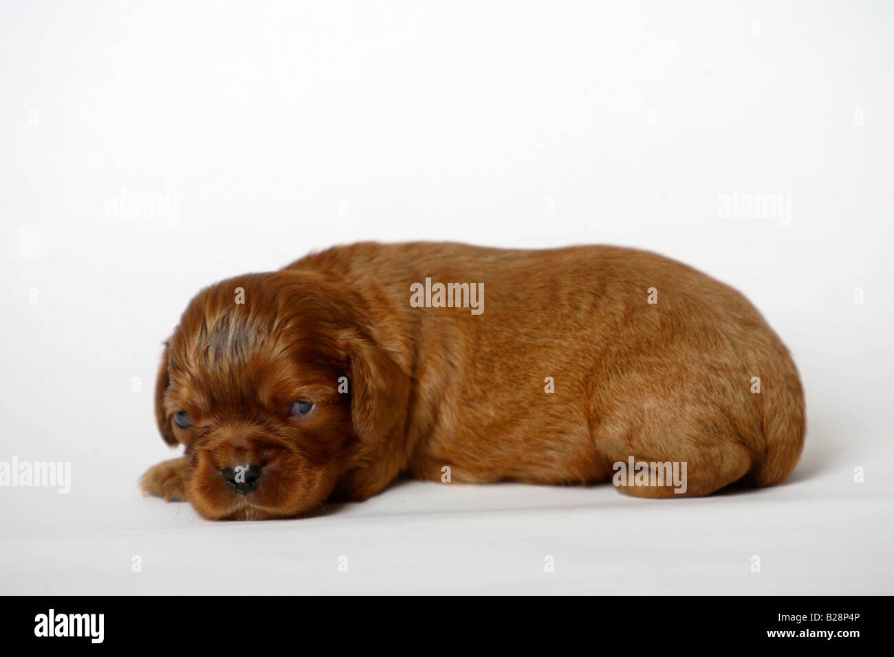 Cavalier King Charles Spaniel Welpe Ruby 13 Tage Seite Stockfoto