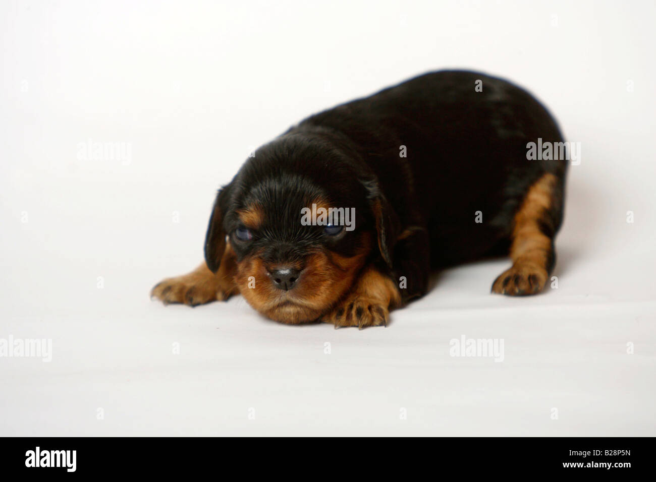 Cavalier King Charles Spaniel Welpen Black And Tan 13 Tage Stockfoto