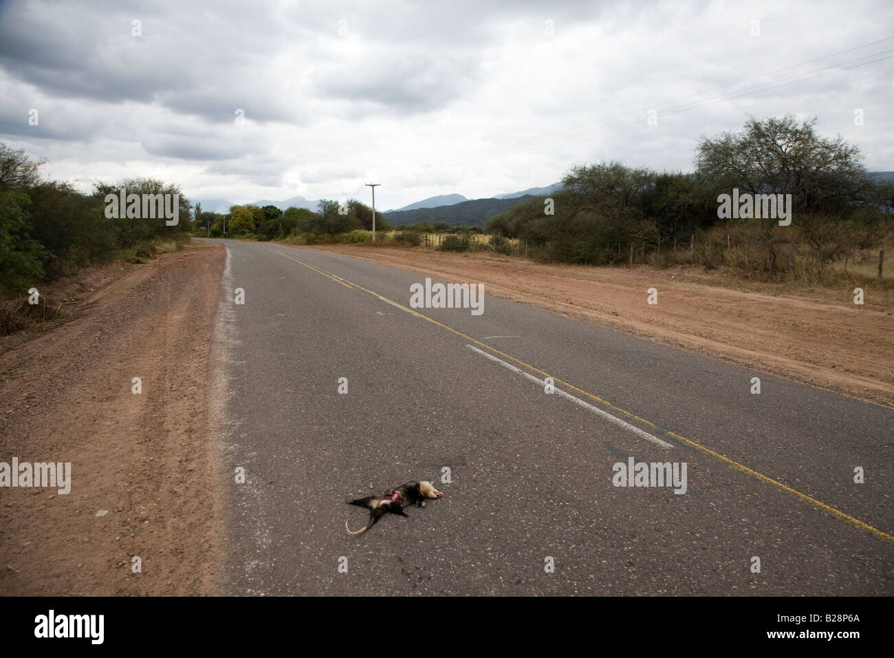 Roadkill Stockfoto