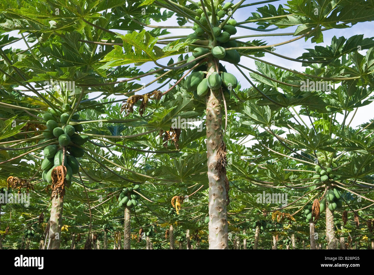 Bio Papaya Plantage. Stockfoto