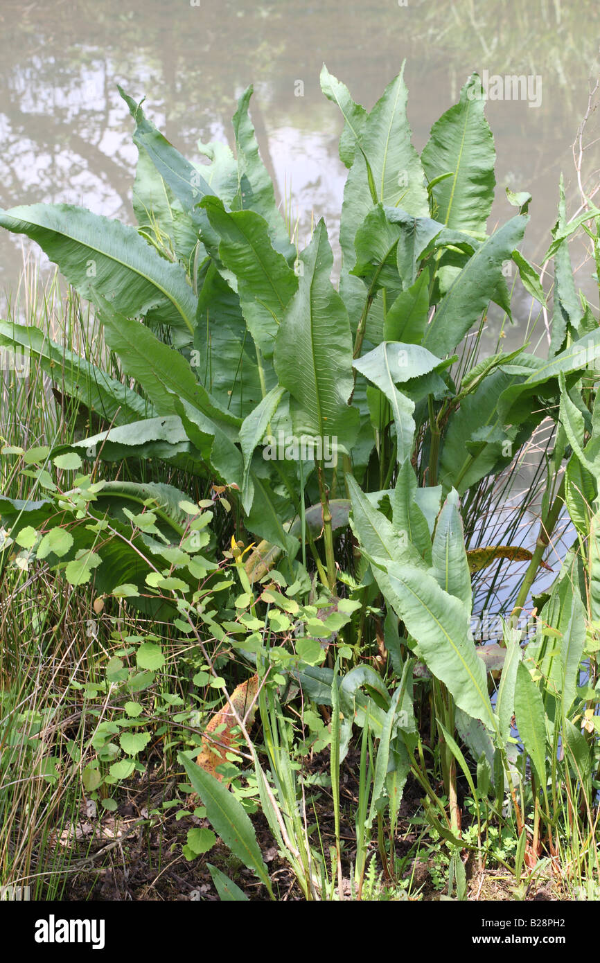 GROßE Wasser-DOCK Rumex Hydrolapathum Pflanze wächst am GEWÄSSERRAND  Stockfotografie - Alamy