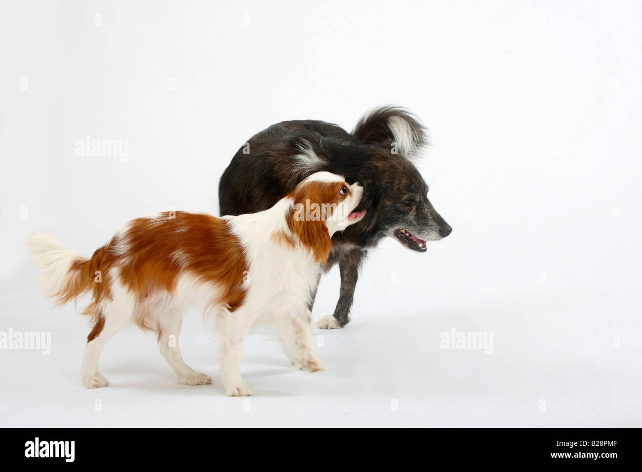 Gemischte Rasse Hund 8 Jahre und Cavalier King Charles Spaniel Blenheim 11 Monat Stockfoto