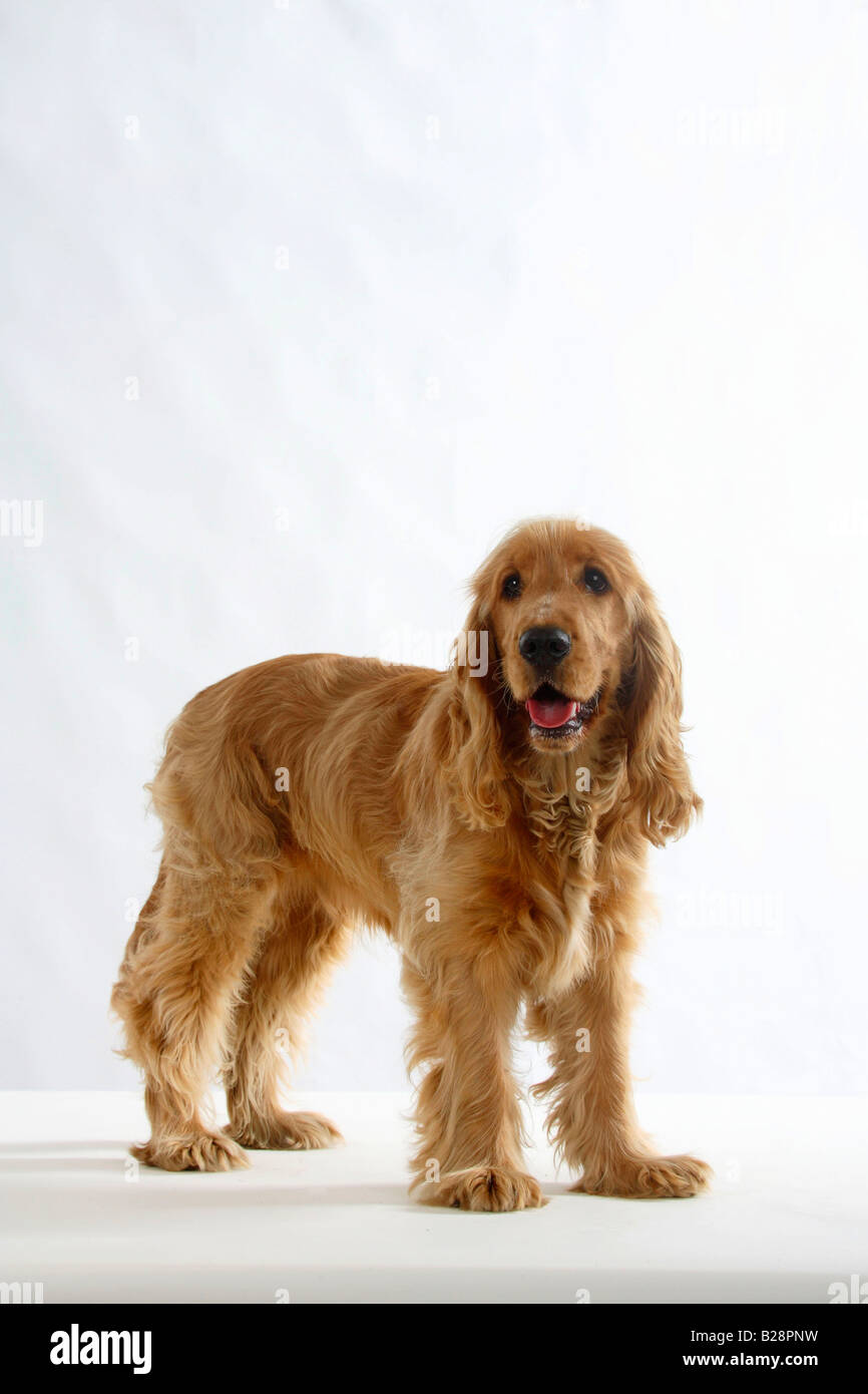 Englisch Cocker Spaniel 6 Monat Stockfoto