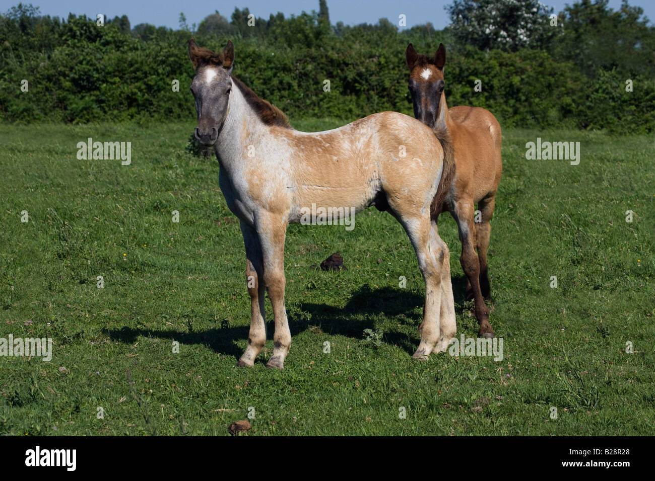 Camargue Pferd Provence Fohlen Baby süß Stockfoto