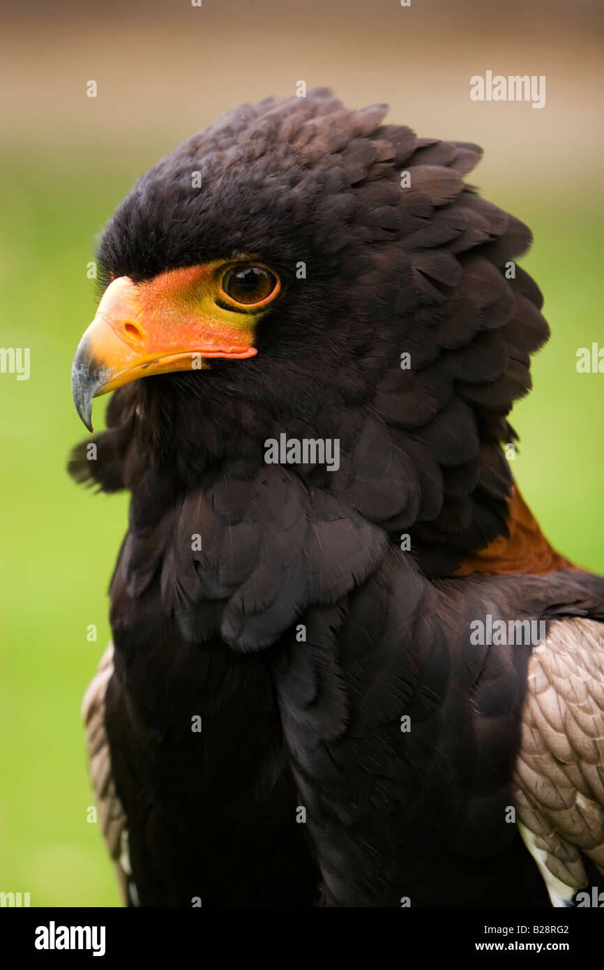 Bateleur Adler, Terathopius ecaudatus Stockfoto