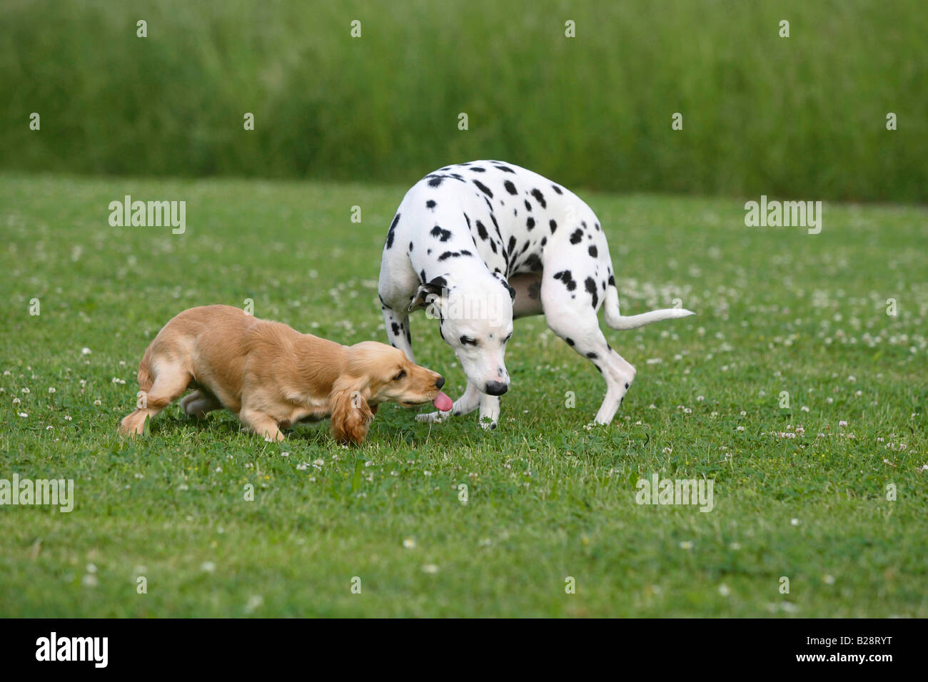 Dalmatiner und English Cocker Spaniel 5 Monat calming signal Stockfoto