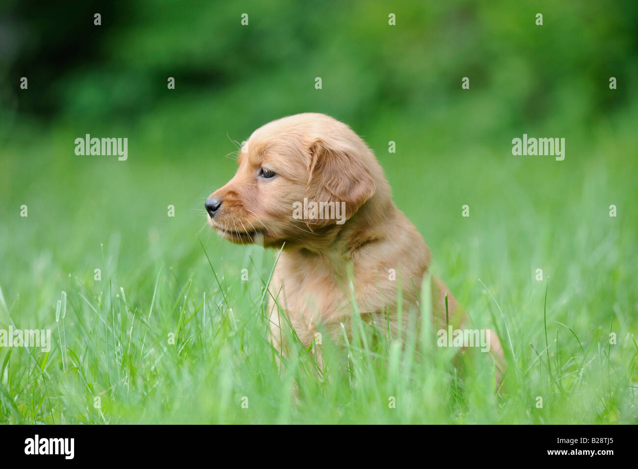 Golden Retriever Welpen vier Wochen alt Duncan British Columbia Kanada Stockfoto