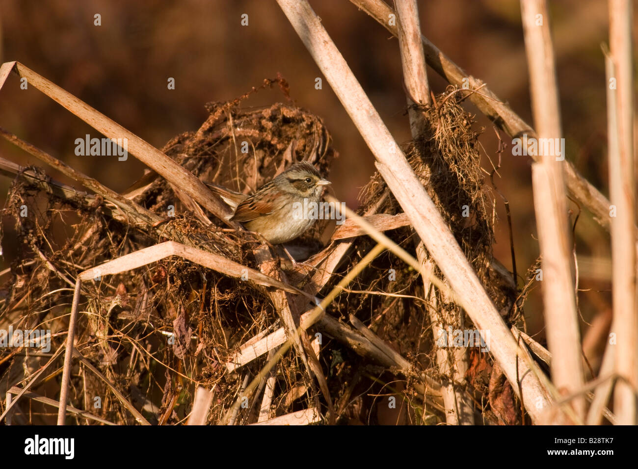 Sumpf-Sparrow (Melospiza Georgiana) Stockfoto