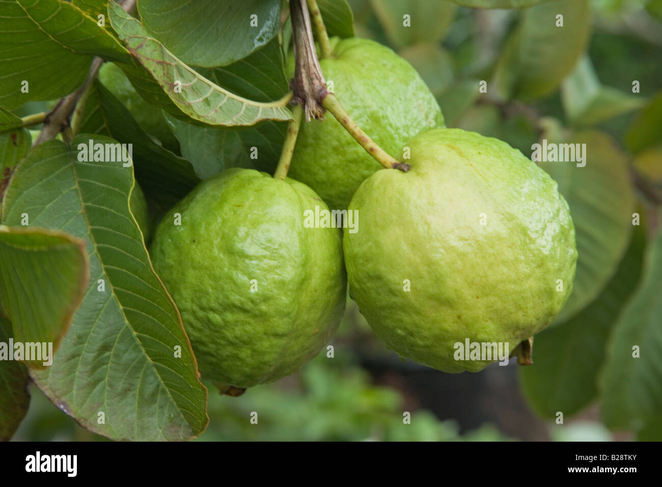 Reifenden Guave Früchte am Zweig. Stockfoto