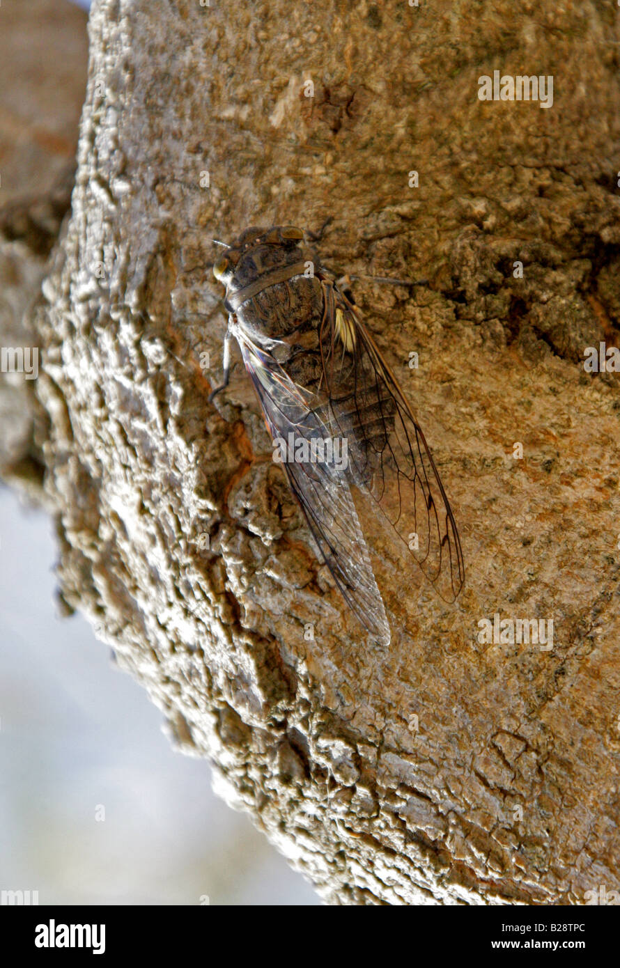 Zikade in einer Acacia Tree, Monte Alban, in der Nähe von Oaxaca City, Oaxaca, Mexiko Stockfoto