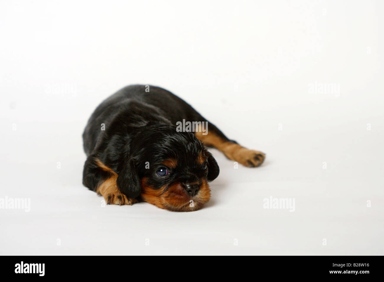 Cavalier King Charles Spaniel Welpen Black And Tan 13 Tage Stockfoto