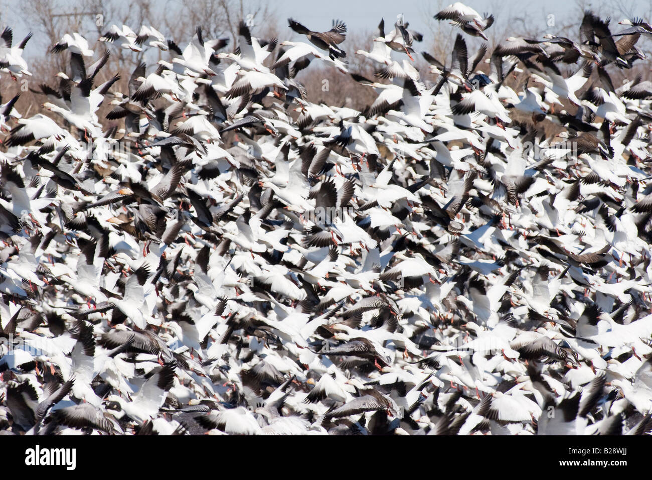 Zehntausende von kanadischen Schneegänse nehmen Flug im ländlichen Nebraska 3 11 2008 Stockfoto