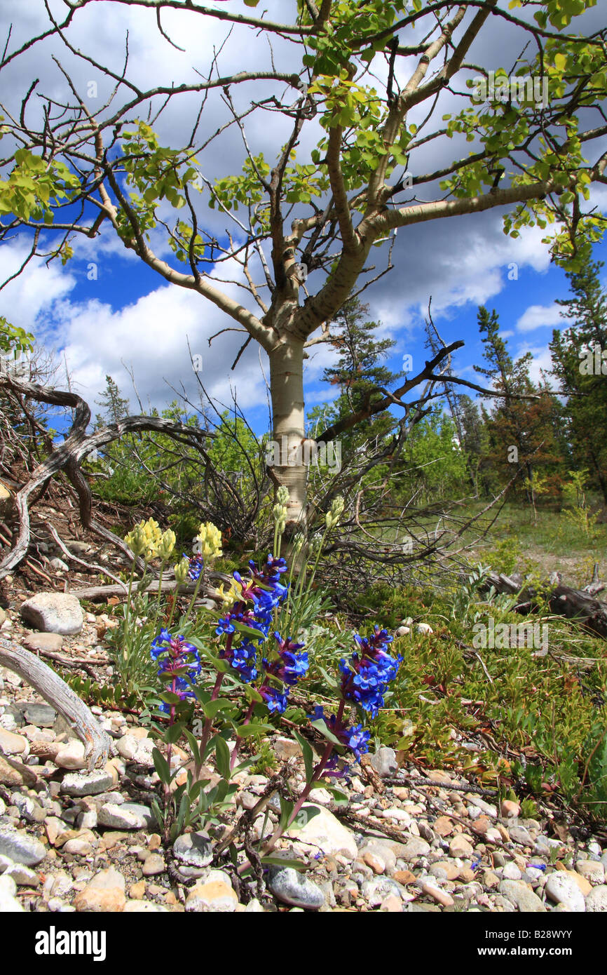 Payette Beardtongue (Penstemon Payettensis), Kananaskis Country, Alberta Stockfoto