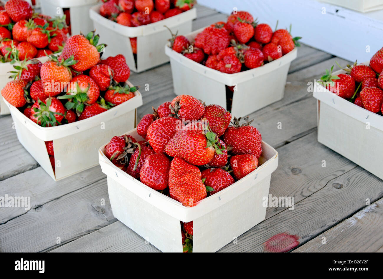 Frisch gepflückt Erdbeeren auf einem Bauernhof stand Stockfoto