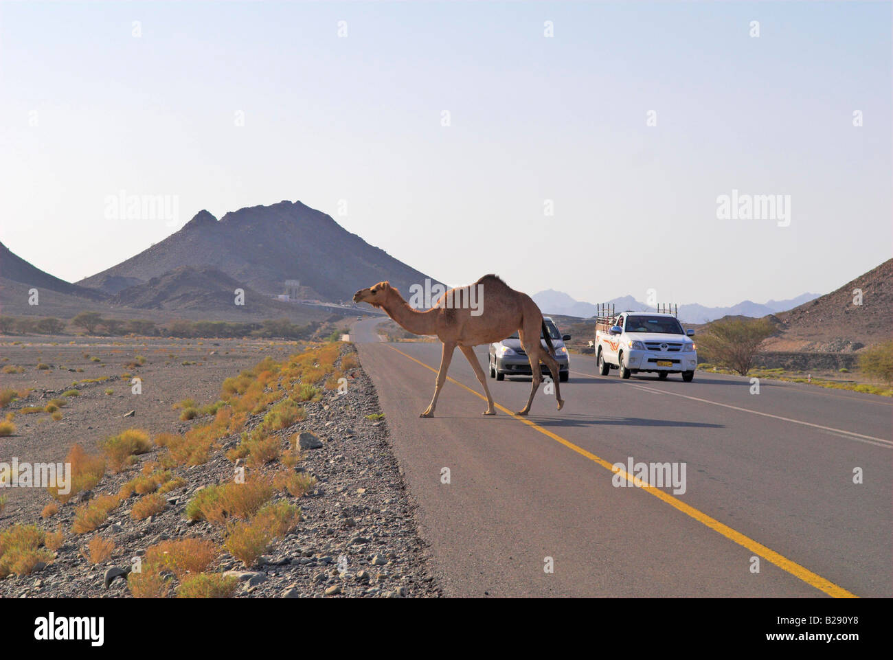 Kamel überquert die Straße Wahiba Sands Datum 12 03 2008 Ref ZB917 111153 0033 obligatorische CREDIT Welt Bilder Photoshot Stockfoto