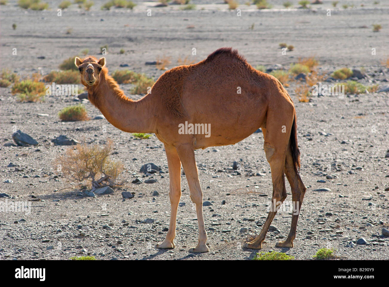 Kamel in der Wüste nahe der Wahiba Sands Oman roaming Stockfoto