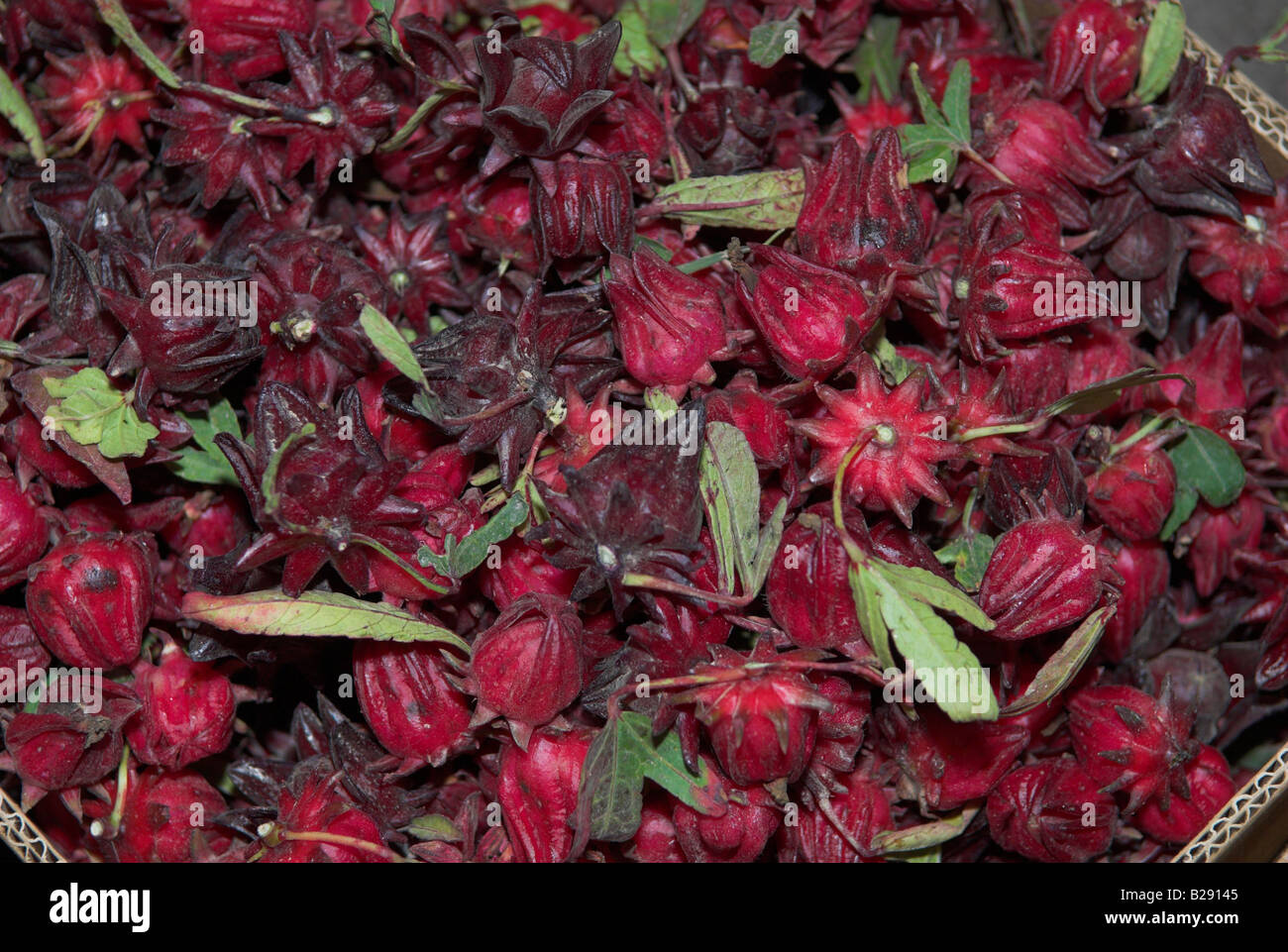 Ungewöhnliche sternförmige Früchte zum Verkauf Seeb Souk in der Nähe von Muscat Oman Stockfoto